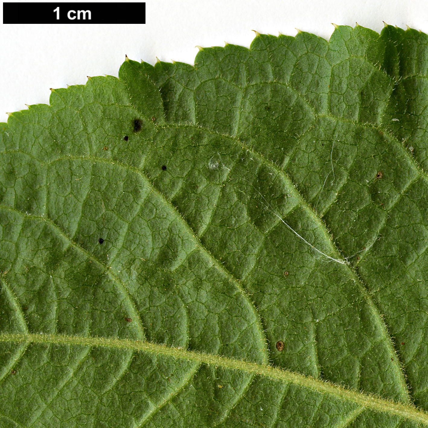 High resolution image: Family: Araliaceae - Genus: Eleutherococcus - Taxon: leucorrhizus - SpeciesSub: var. leucorrhizus